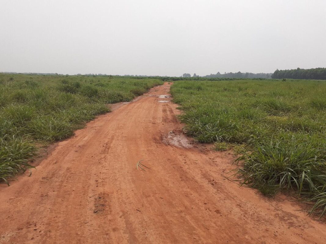 Đất đỏ bazan có tốt không